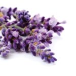 3 plante potrivite cu spiritul Craciunului