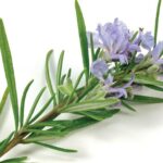 3 plante potrivite cu spiritul Craciunului