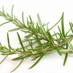 3 plante potrivite cu spiritul Craciunului
