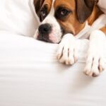 Jucariile si animalele de companie ne imbunatatesc starea