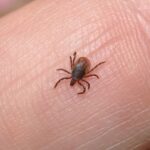 Protejati copiii de intepaturile de insecte!