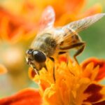 Protejati copiii de intepaturile de insecte!
