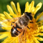 Protejati copiii de intepaturile de insecte!
