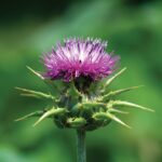 Plante pentru stimularea lactatiei