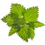 Plante pentru stimularea lactatiei