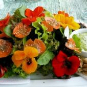 Aceste flori sunt comestibile! Iata ce retete delicioase se pot prepara si cate beneficii aduc sanatatii!