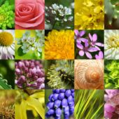 Zodiac floral: iata ce floare esti in functie de ziua nasterii