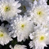 Crizantema – Una dintre florile perfecte pentru nunta de toamna