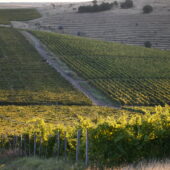 Crama Macin a lansat editia limitata de vin- Mostenirea