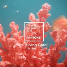 Culoarea anului 2019, aleasa de Institutul Pantone