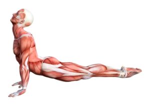 Exerciții de stretching pentru flexibilitatea de altădată