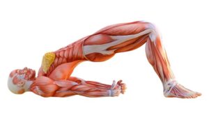 Exerciții de stretching pentru flexibilitatea de altădată