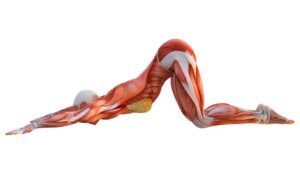 Exerciții de stretching pentru flexibilitatea de altădată