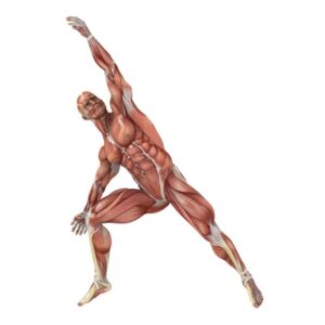 Exerciții de stretching pentru flexibilitatea de altădată