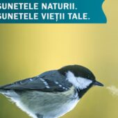 sunetele naturii