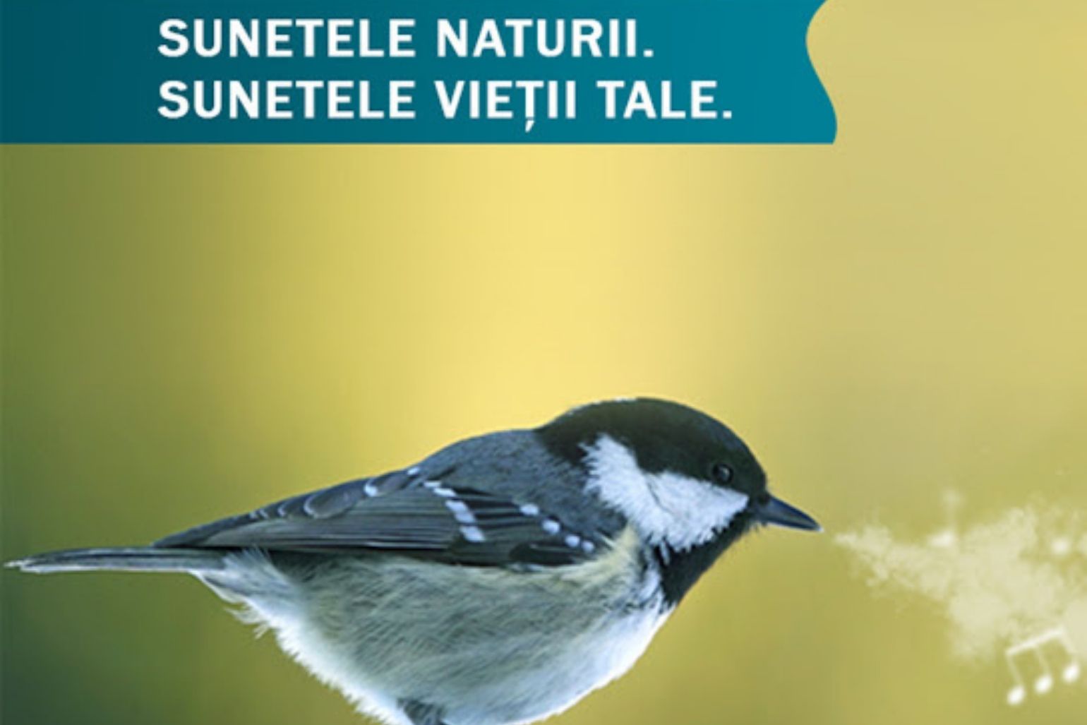 sunetele naturii