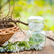 Valeriana sau cel mai bun remediu pentru somnul de frumusețe