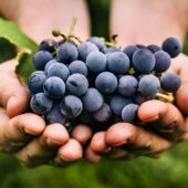 Struguri in vis