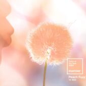 Autoritatea mondială în domeniul culorilor a vorbit: 2024 este anul “Peach Fuzz”