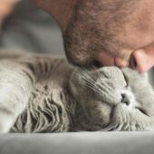 Cum să domesticești un om, ce ar trebui să ştie toți iubitorii de pisici