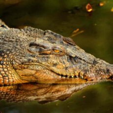 ce înseamnă când visezi crocodil