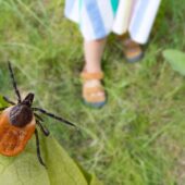 Mușcătura de capușă – simptome, riscuri, tratament