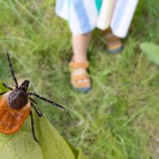 Mușcătura de capușă – simptome, riscuri, tratament