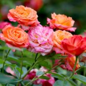 8 beneficii și utilizări uimitoare ale petalelor de trandafir