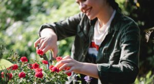 Ghidul complet de tăiere a trandafirilor