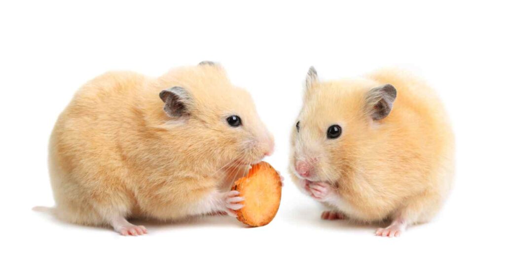 Ce înseamnă când visezi hamsteri