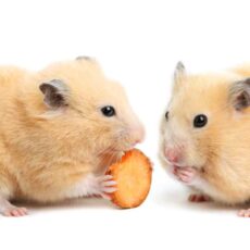 Ce înseamnă când visezi hamsteri