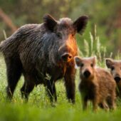 visezi porci mistreți