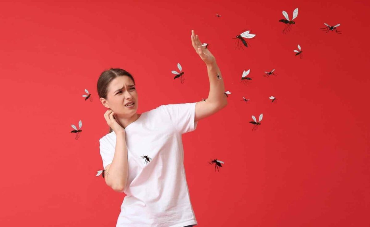 visezi insecte