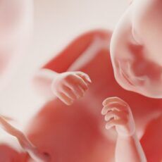 fertilitate