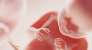 fertilitate