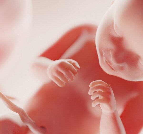 fertilitate