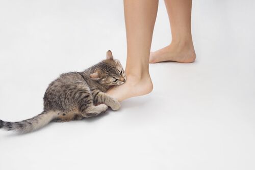 visezi că ești mușcat de un animal